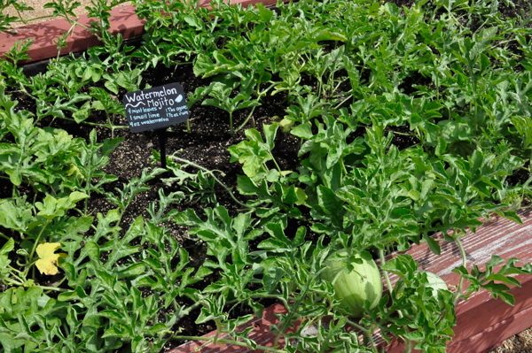 Watermelon Garden at Dawes Arboretum